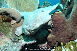 Giant Frogfish by Jimmela Sabanate 
